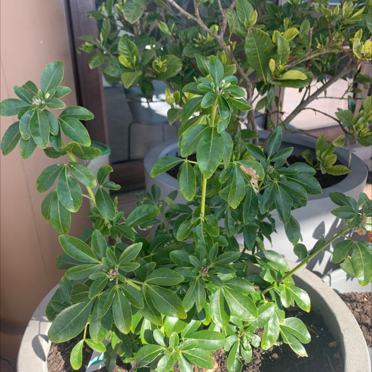 Photo of the plant species Mexican Orange Blossom by @HarlemGreen named Frida on Greg, the plant care app