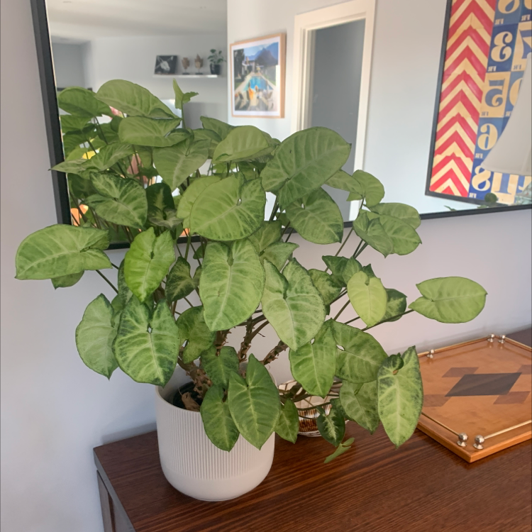 Photo of the plant species Arrowhead Plant by @HarlemGreen named Helena on Greg, the plant care app