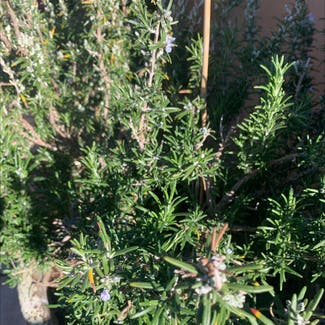 Rosemary plant in Somewhere on Earth