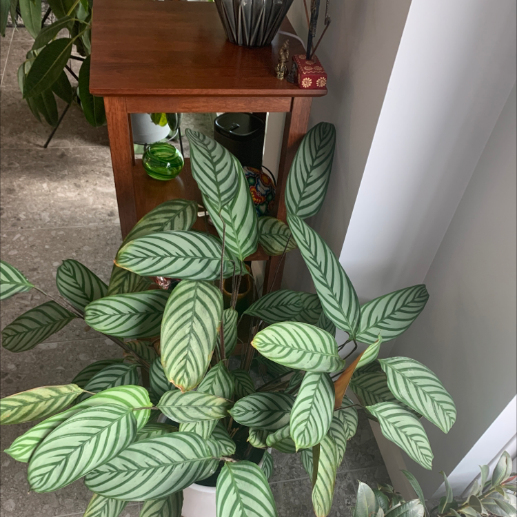 Photo of the plant species Never Never Ctenanthe by @HarlemGreen named Antonia on Greg, the plant care app