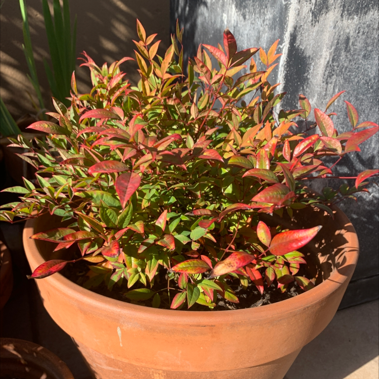 Photo of the plant species Sacred Bamboo by @HarlemGreen named Kiko on Greg, the plant care app