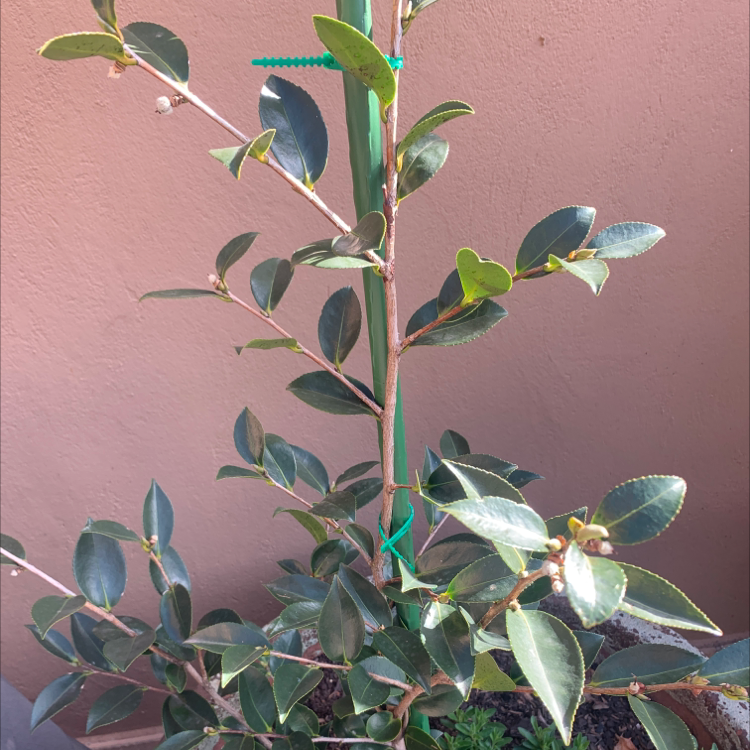 Photo of the plant species sasanqua camellia by @HarlemGreen named Camille on Greg, the plant care app