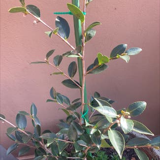 sasanqua camellia plant in Somewhere on Earth