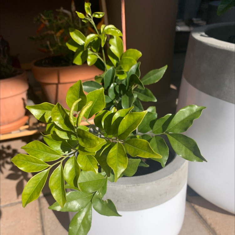 Photo of the plant species Mock Orange by @HarlemGreen named William of Orange on Greg, the plant care app