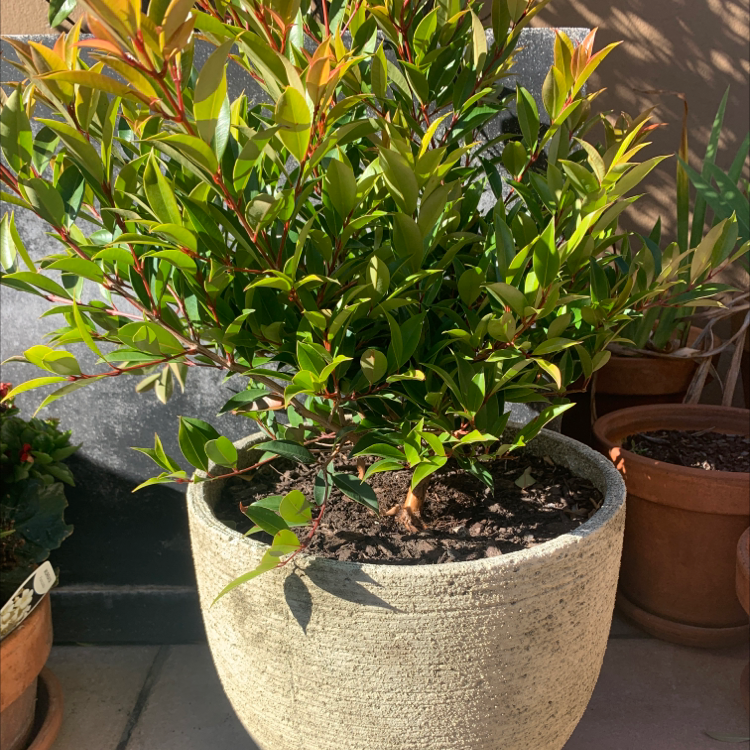 Photo of the plant species Common Myrtle by @HarlemGreen named Lilly Pilly on Greg, the plant care app