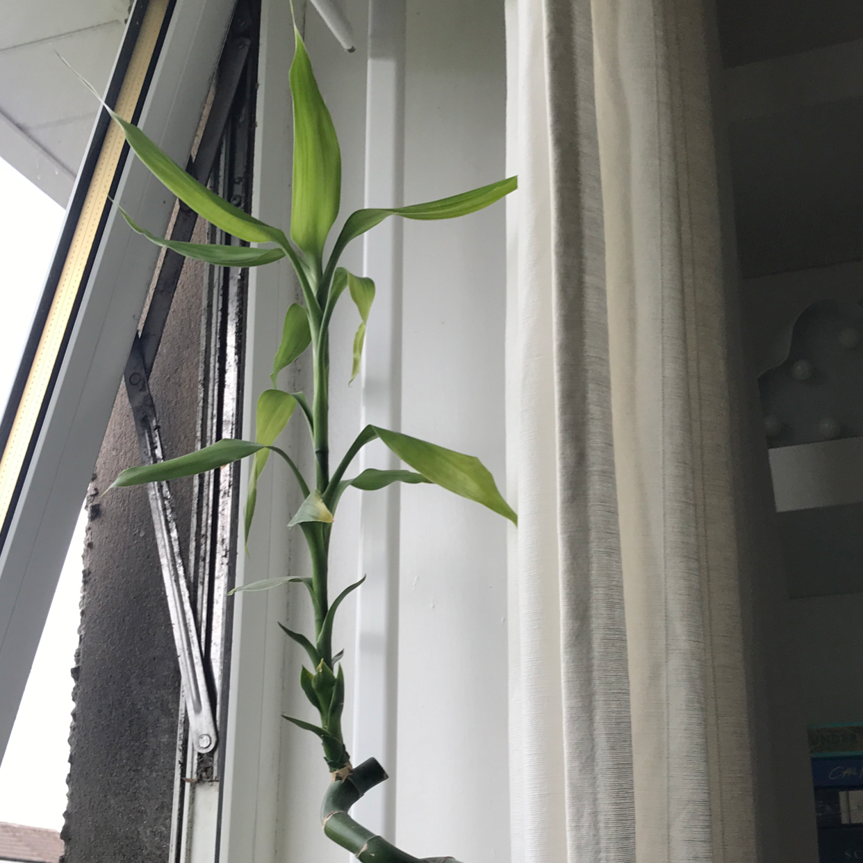 Common Bamboo plant photo by Jolie named Boo on Greg, the plant care app.