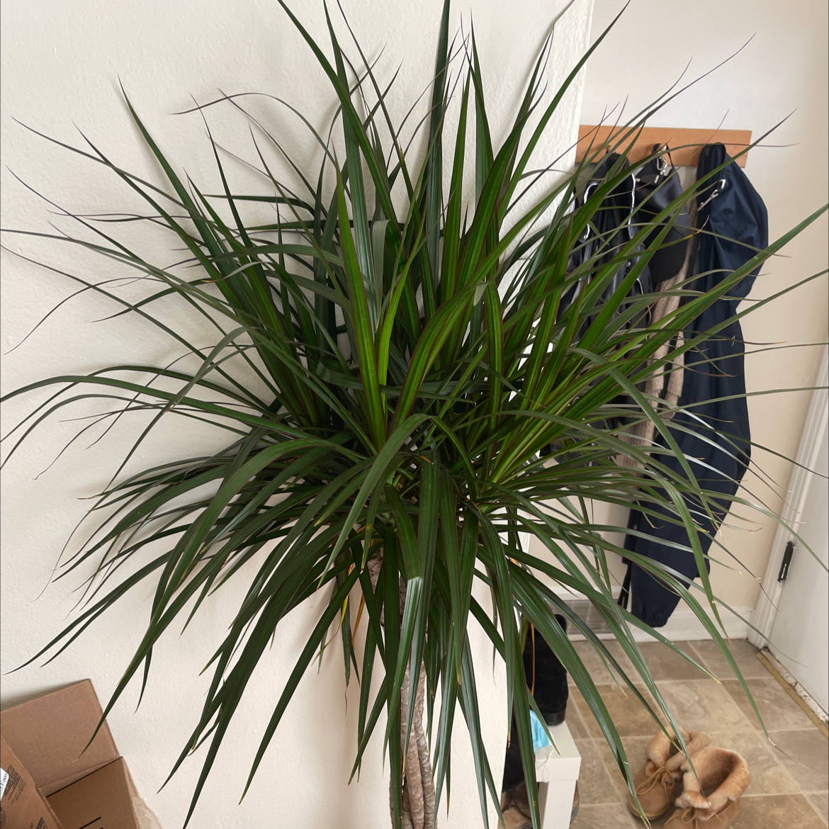 Dracaena 'Ray of Sunshine' plant with long green leaves, household items and a small dog in the background.