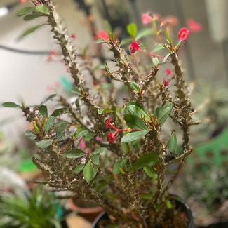 Crown of Thorns plant in Wilmington, North Carolina