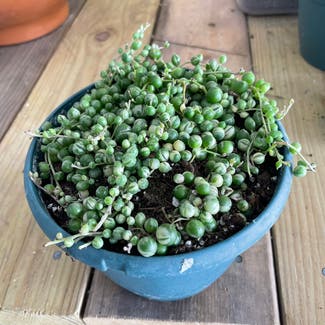 Variegated String of Pearls plant in Wilmington, North Carolina