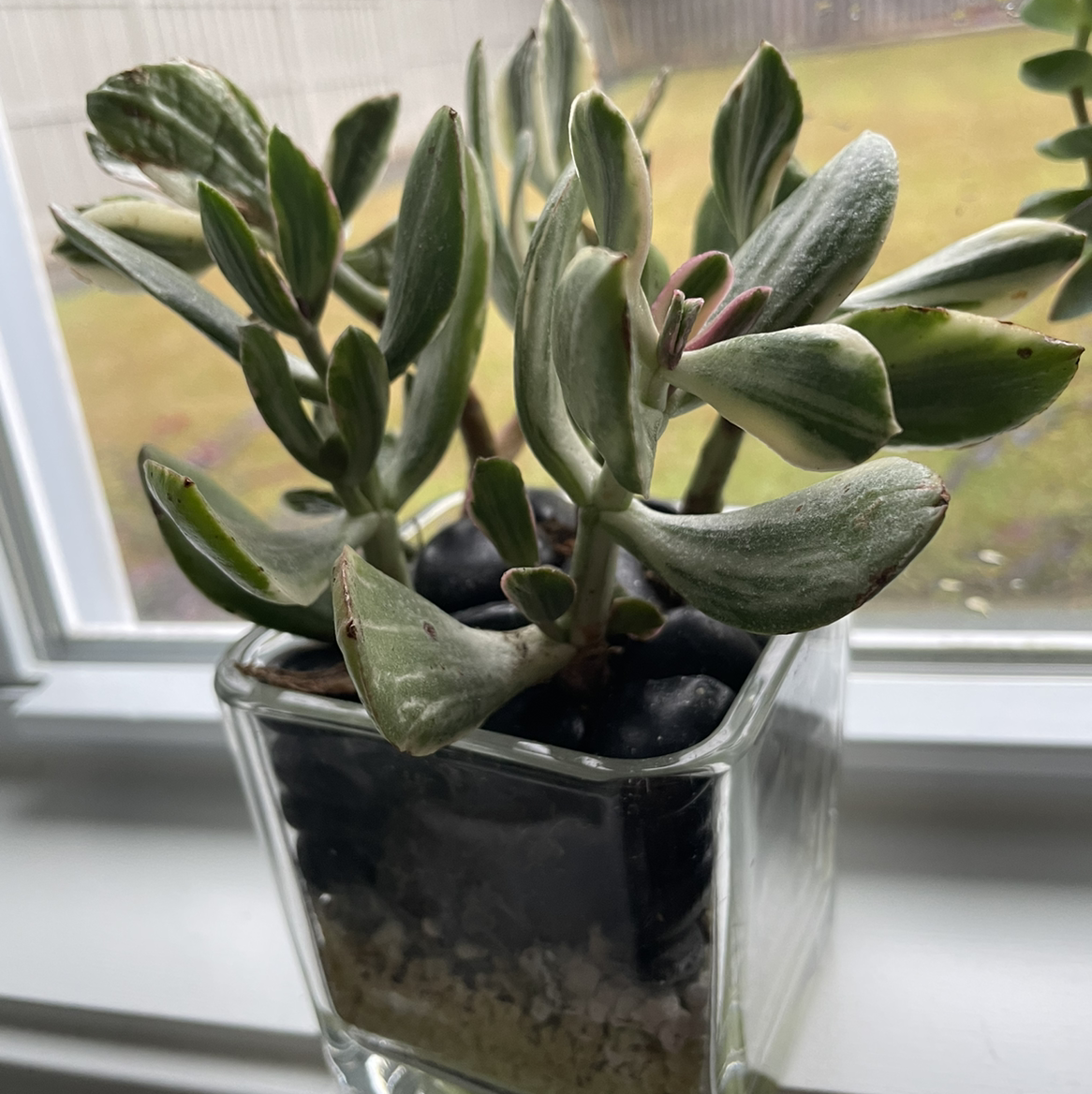 Golden Jade plant in a glass container with layered soil, placed on a windowsill.