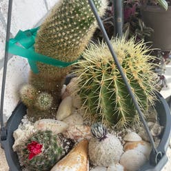 Balloon Cactus plant
