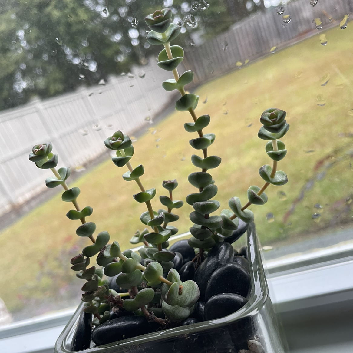 Crassula rupestris plant in a glass container with black stones, healthy and well-framed.