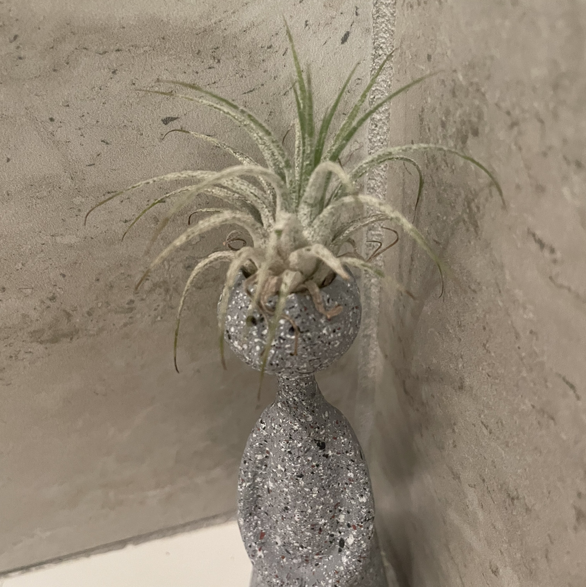 Small Ballmoss plant photo by @CalitoCarolina named 💀 on Greg, the plant care app.
