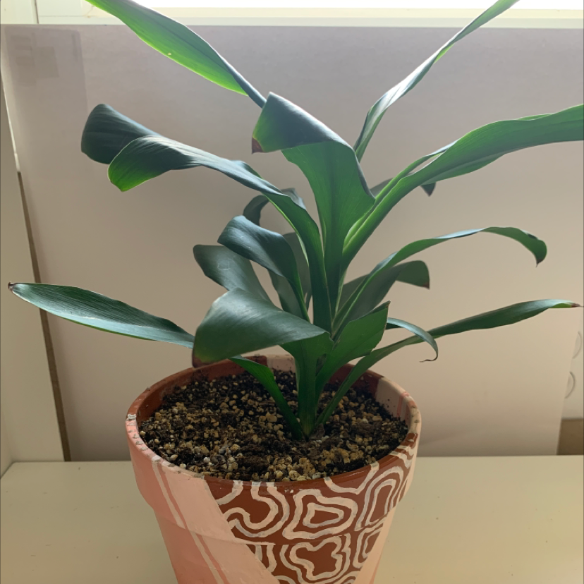 Dracaena 'Warneckii' plant in a decorative pot with visible soil, healthy green leaves.