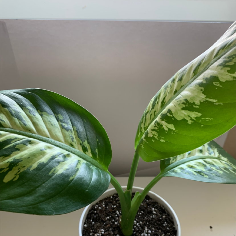 Dumbcane Tropic Snow plant with variegated green and white leaves in a pot with visible soil.