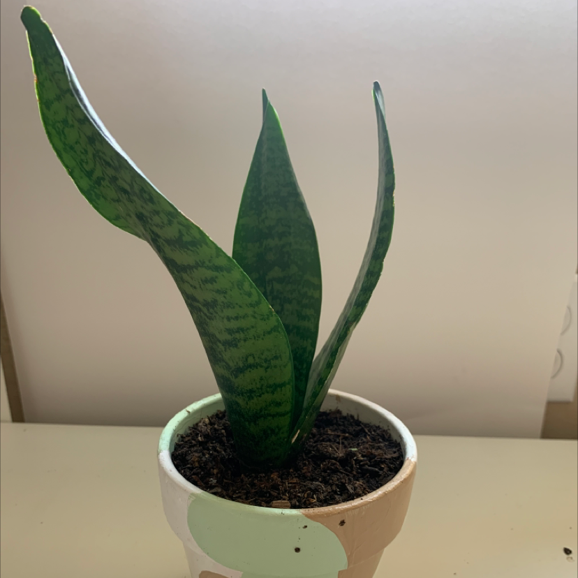 Black Robusta Snake Plant in a pot with visible soil, well-framed and in focus.