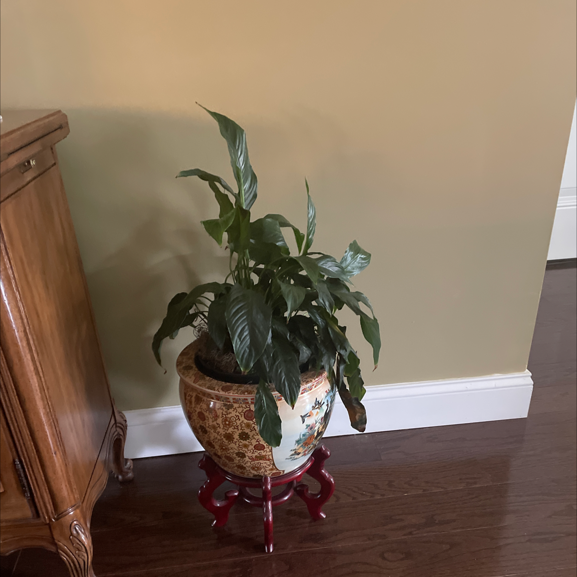 Peace Lily plant photo by @carol named Gomez on Greg, the plant care app.