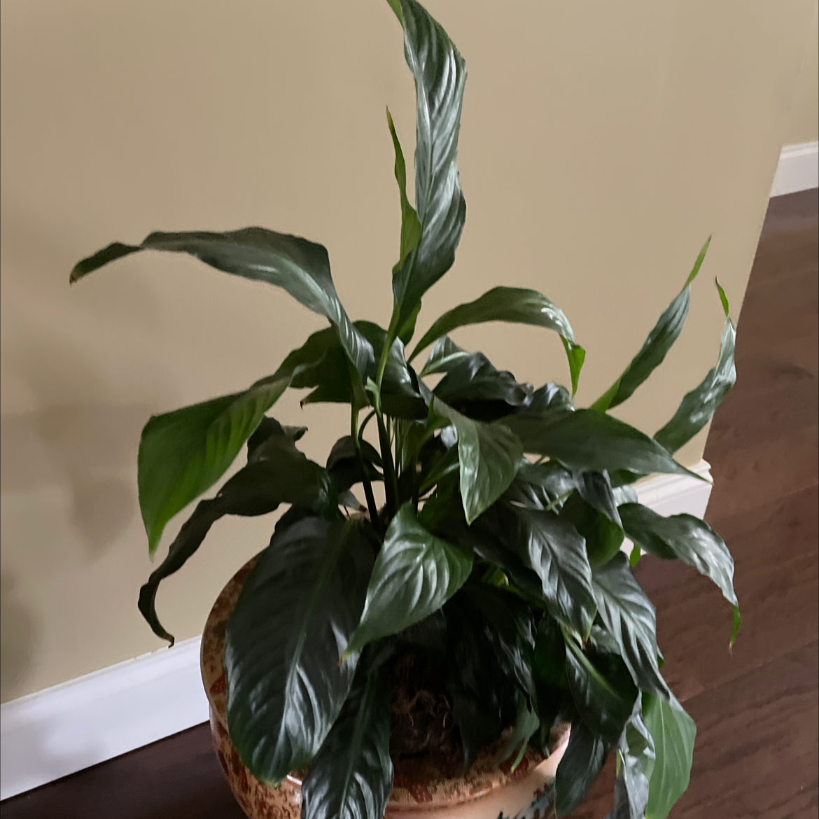 Peace Lily plant photo by @carol named Peace on Greg, the plant care app.