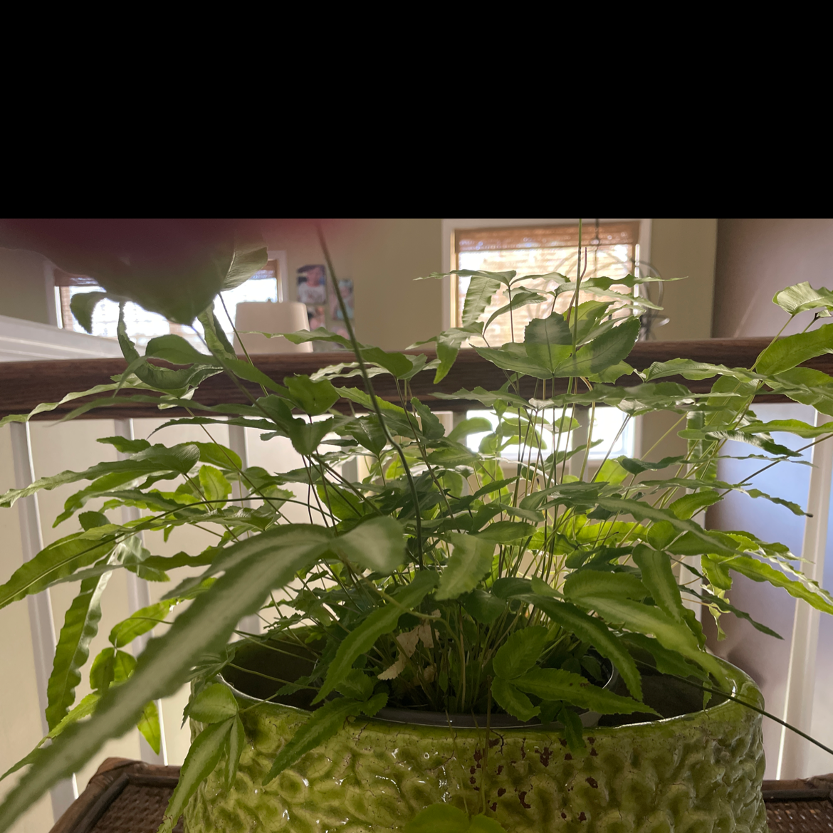 Indoor potted Cretan Brake plant with healthy green leaves.