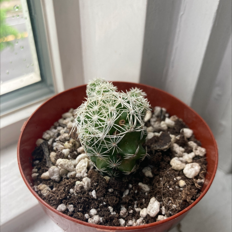 A healthy Pineapple Cactus in a pot near a window with visible soil.