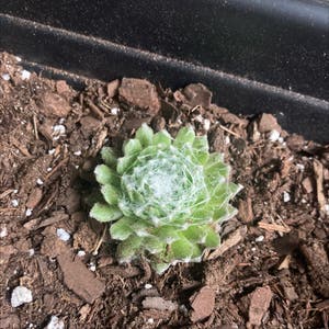 Cobweb Hens and Chicks plant photo by Nowns named Your plant on Greg, the plant care app.
