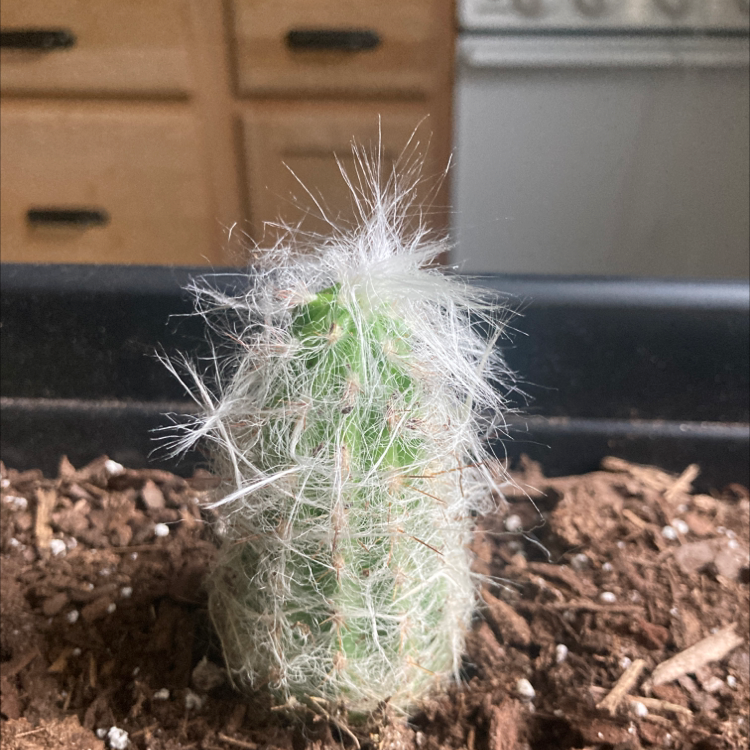 Old Man Cactus plant photo by @nowns named Your plant on Greg, the plant care app.