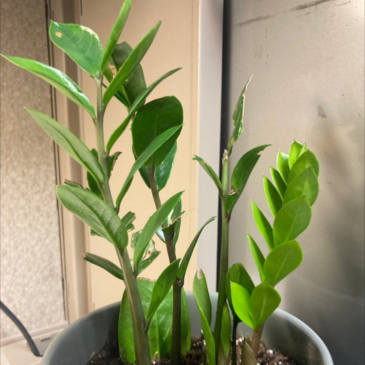Zamioculcas Zamiifolia plant photo by @nowns named Your plant on Greg, the plant care app.