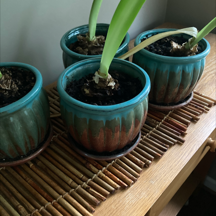 Four potted Striped-Tubed Amaryllis plants in blue ceramic pots on a wooden surface.