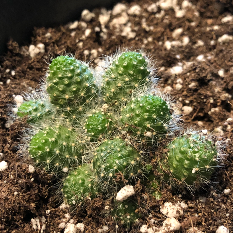 Cluster of small, green Blue Barrel Cactus with white spines growing in soil.