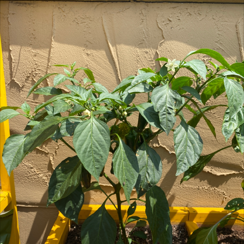 Photo of the plant species Jalapeño Pepper by @planetplanted named spicy guy on Greg, the plant care app