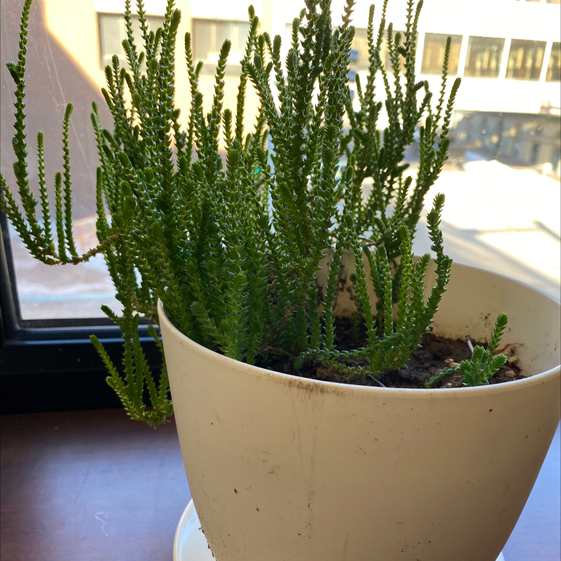 Potted Mossy Stonecrop plant on a windowsill with visible soil.