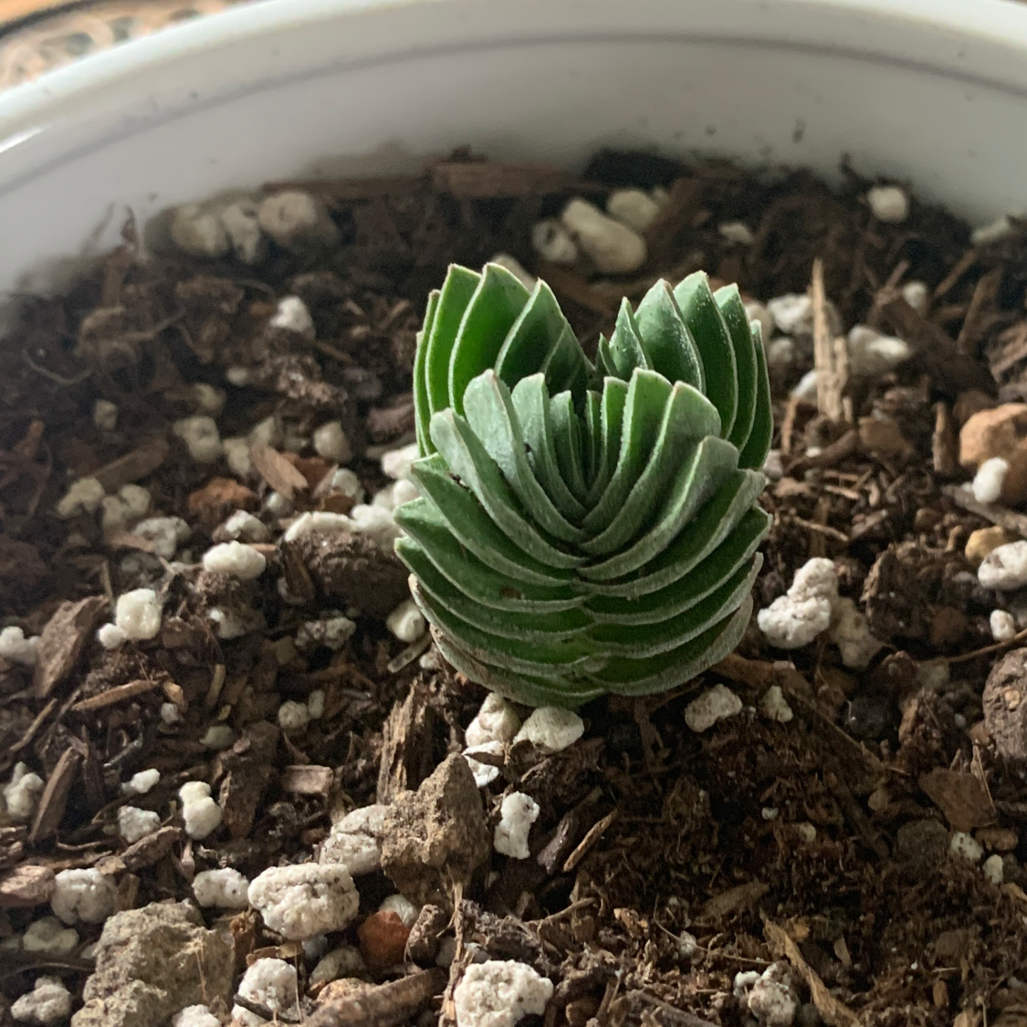 Crassula 'Buddha's Temple' plant in a pot with visible soil, appears healthy.