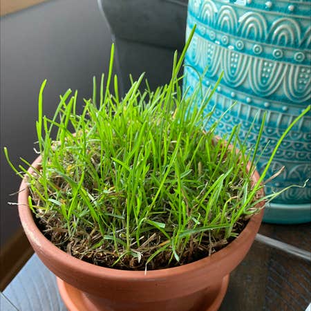 Photo of the plant species Poa Pratensis by Greg named Grasspa Rossy on Greg, the plant care app