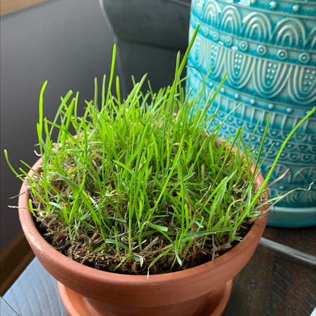 Photo of the plant species Kentucky Bluegrass by Greg named Grasspa Rossy on Greg, the plant care app