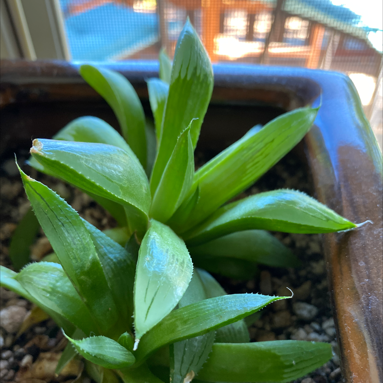 Healthy Cathedral Window Haworthia plant in a pot with visible soil.