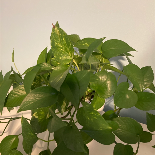Taro Vine plant photo by @g4briella named Willow on Greg, the plant care app.