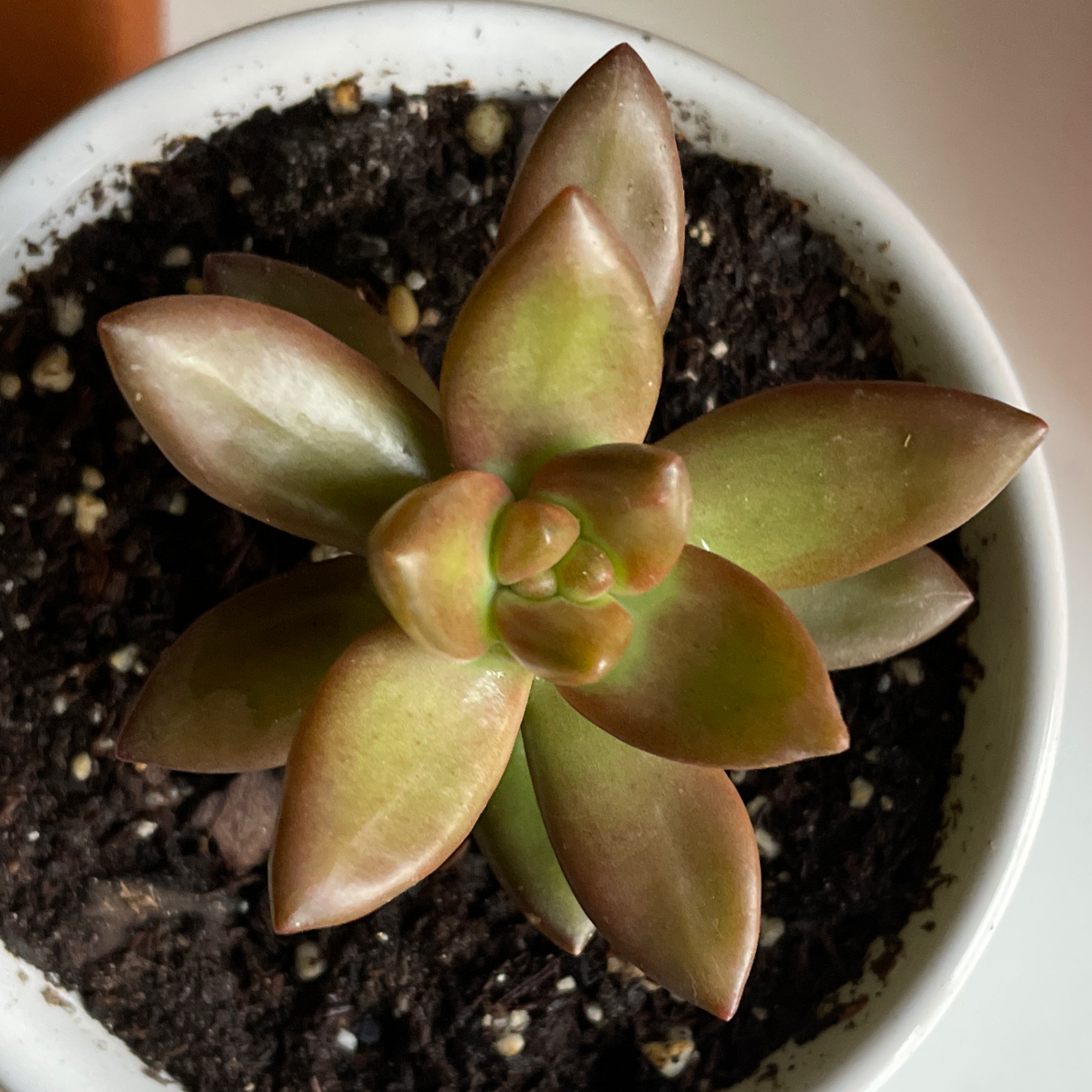 Graptosedum 'Darley Sunshine' succulent in a small pot with visible soil.