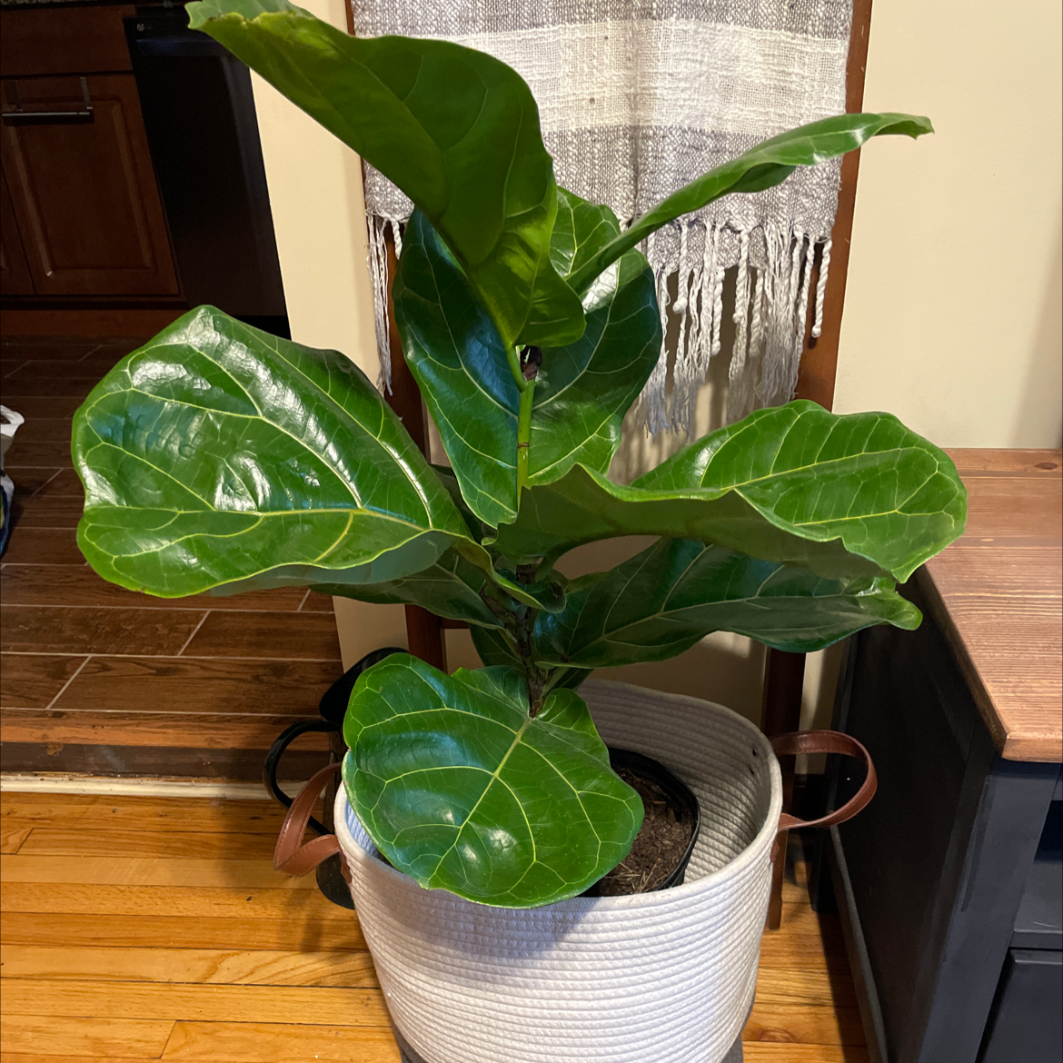 Fiddle Leaf Fig plant photo by @Cgraham606 named Figgy Cent on Greg, the plant care app.