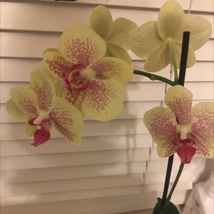 Photo of the plant species phalaenopsis orchid by @FinnsPals named Lucy on Greg, the plant care app