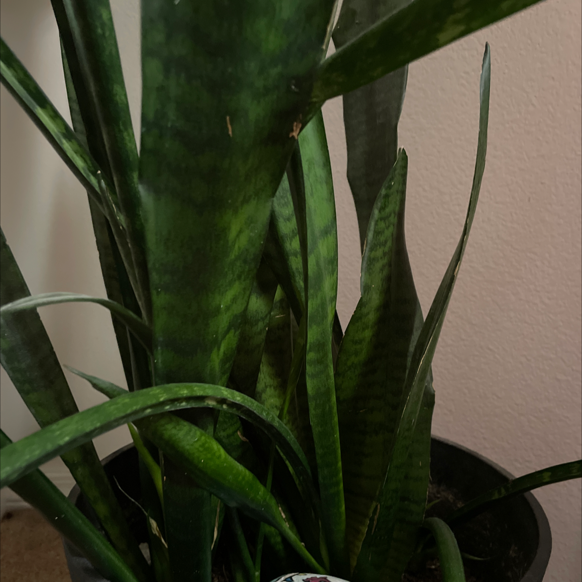Snake Plant plant photo by @froglover420 named duck on Greg, the plant care app.