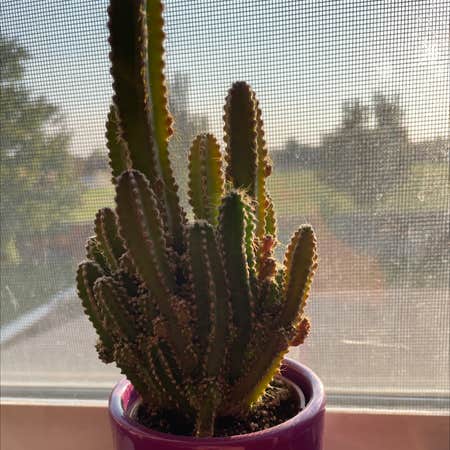 How To Care For A Night Blooming Cactus