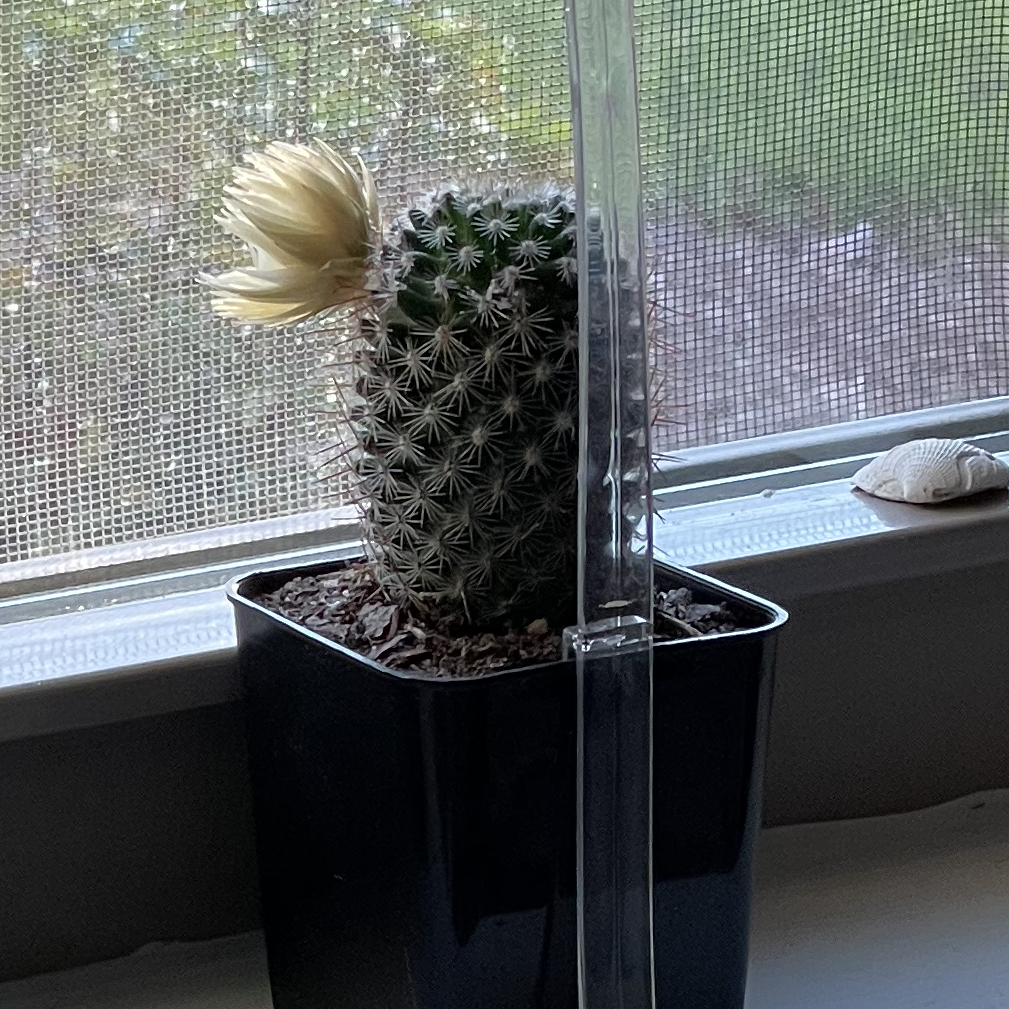 Photo of the plant species Mammillaria Formosa by Kayla named ken on Greg, the plant care app