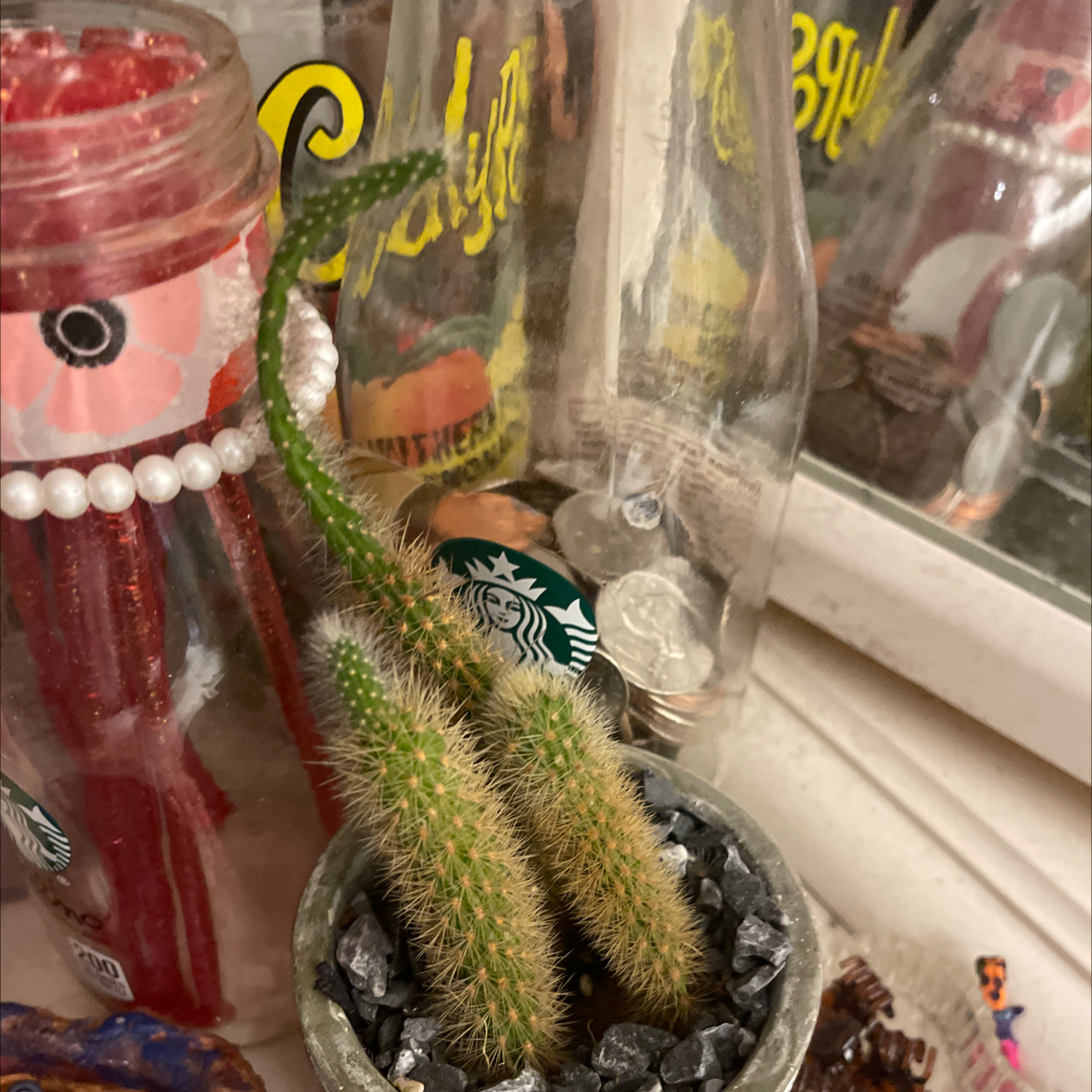 Photo of the plant species Rat Tail Cactus by @shawwtysarah named Cecelia on Greg, the plant care app