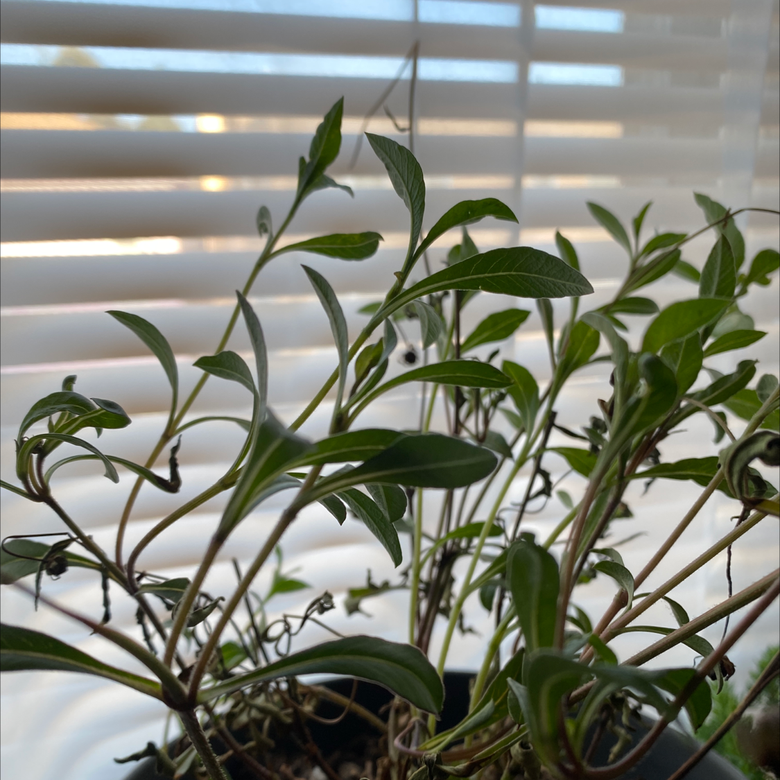 Chocolate Cosmos plant photo by @mayamochii named Your plant on Greg, the plant care app.