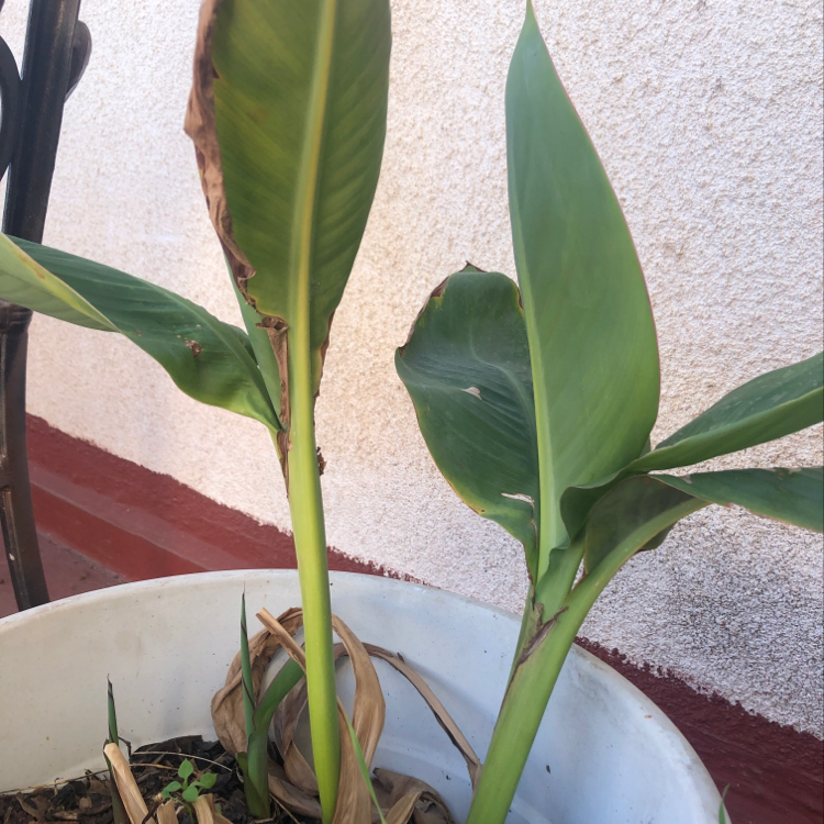 Healthy Canna Lily plant with vivid green elongated leaves, no discoloration or damage, well-framed close-up of foliage.