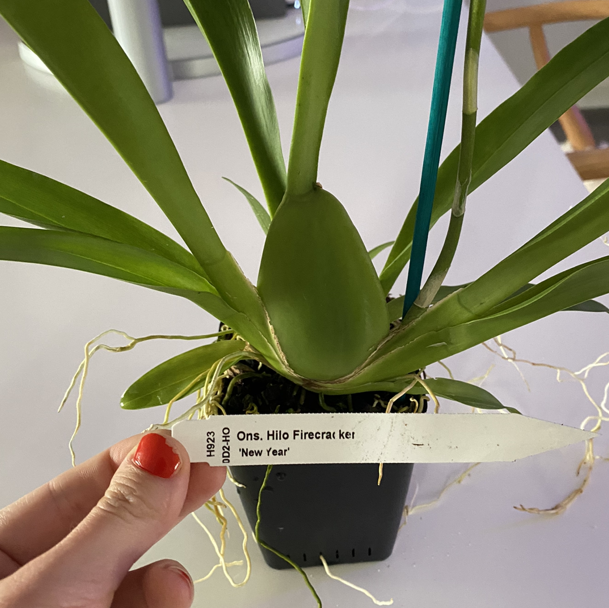 Plant care for Colmanara Masai on Greg, the plant care app