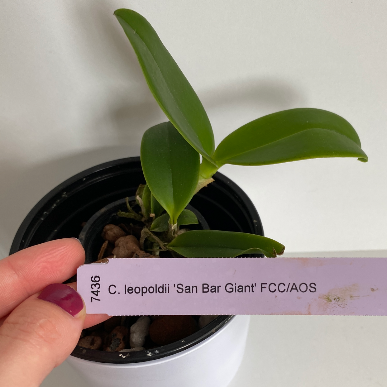 Photo of the plant species Cattleya leopoldii by @roma named Kylie on Greg, the plant care app