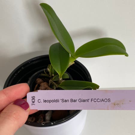 Photo of the plant species Cattleya leopoldii by Roma named Kylie on Greg, the plant care app