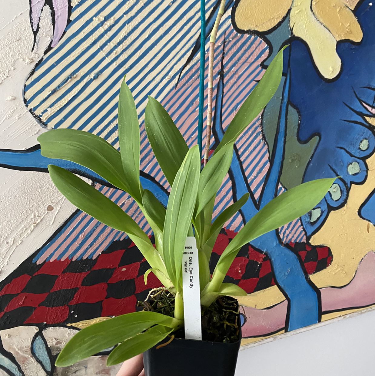 Plant care for Colmanara Masai on Greg, the plant care app