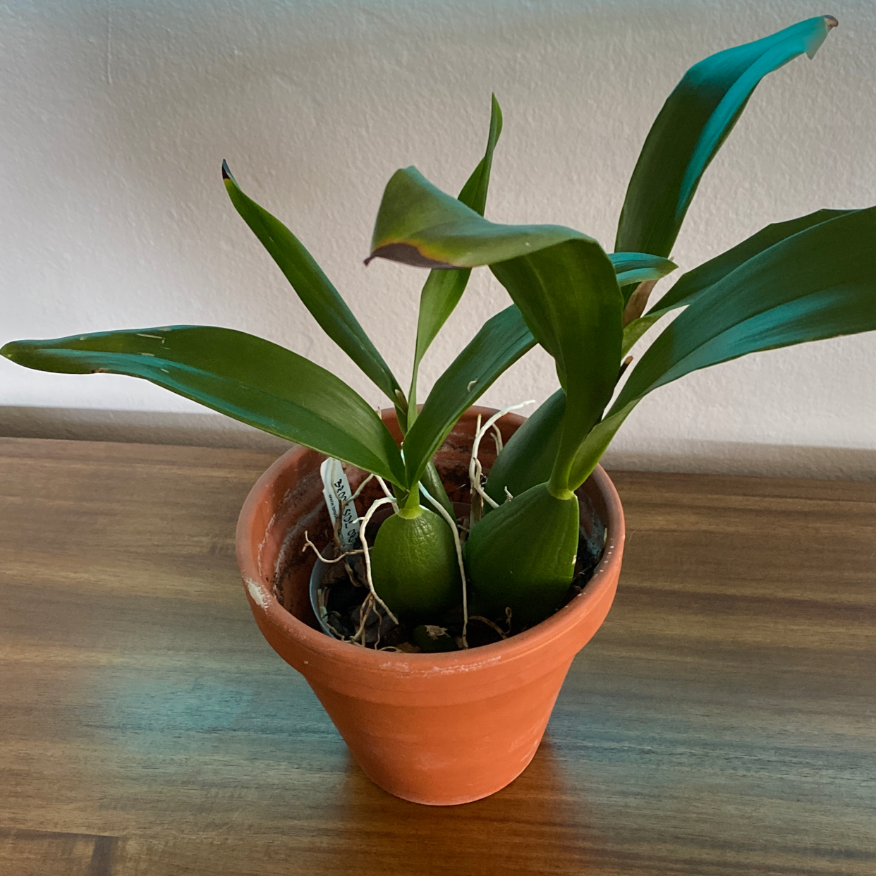 Photo of the plant species Cockleshell Orchid by @roma named da Vinci on Greg, the plant care app